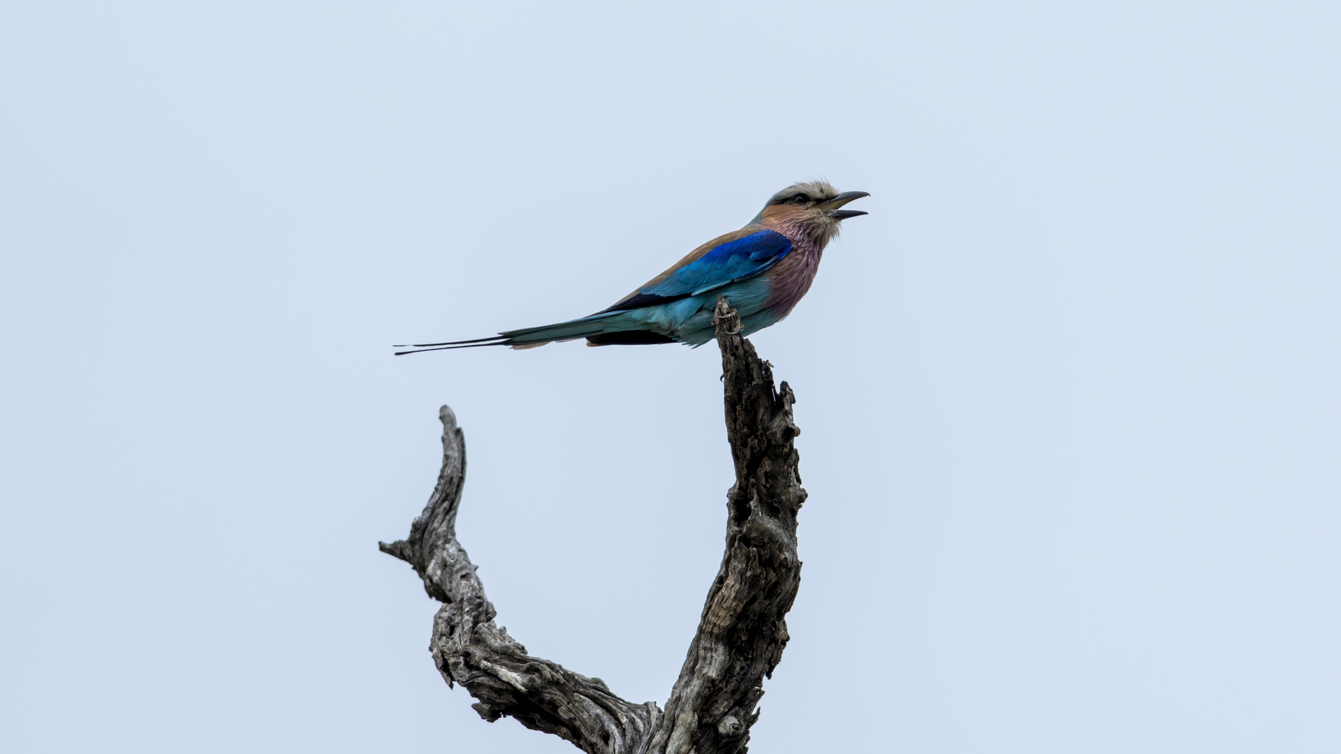 Kruger25 2025 11 02 07 54 47 ILCE 1M2 3918